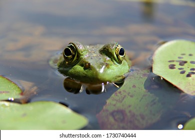 dua mata besar pada katak hijau ini