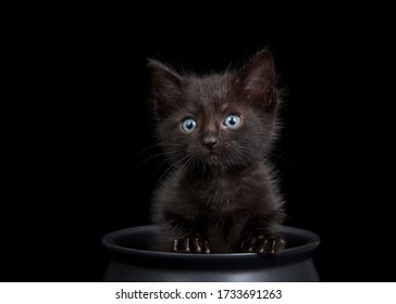 Close-up Tiny zwarte kitten zittend in een zwarte ketel op zwarte achtergrond, direct kijkend naar de kijker met lichtblauwe ogen. Dierlijke capriolen leuk Halloween-thema.