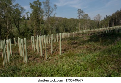 Plantage van nieuw geplante bomen ondersteund door houten palen en plastic buizen in een vrijgemaakt bos in het landelijke Devon, Engeland, VK
