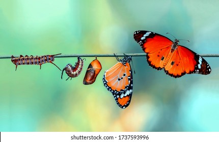 Geweldig moment, Monarch Butterfly, poppen en cocons zijn opgeschort. Concept transformatie van Butterfly