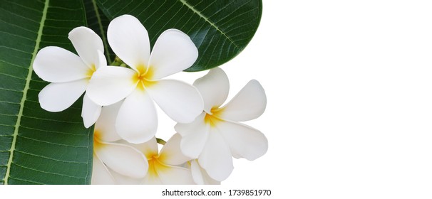 Weiße Blüten mit gelber Mitte und grünen Blättern von Frangipani oder Plumeria (Plumeria alba) blühende Pflanze tropischer Blumenbaum, der in den tropischen und subtropischen Regionen auf weißem Hintergrund beheimatet ist.