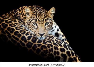 Leoparad البصر تنزيل خلفية Hd