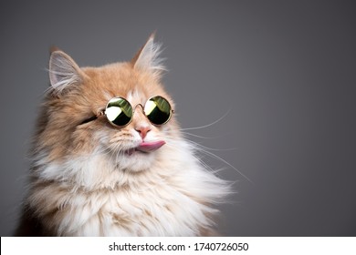 funny studio shot of cool maine coon cat wearing sunglasses sticking out tongue on gray background with copy space
