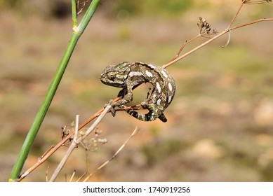 Mediterranean chameleon common in Maltese Islands, balance whilst walking down a dry fennel branch, camouflage. Invasive reptile species now adapted