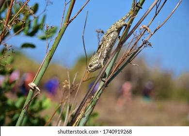 Mediterranean chameleon common in Maltese Islands, balance whilst walking down a dry fennel branch, camouflage. Invasive reptile species now adapted