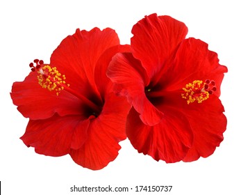 赤いハイビスカスの花 Hd壁紙のダウンロード