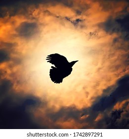 Một con chim đen bay trên bầu trời màu cam và mây đen trong một cơn bão.