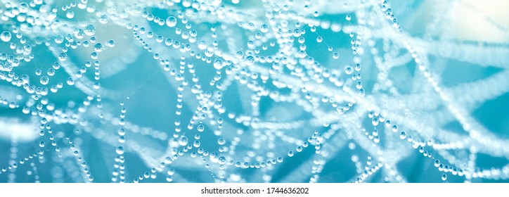 Krásné přírodní pozadí s náhrdelníkem kapiček vody na pavučině v trávě na jaře v létě v modrých tónech. Textura kapky rosy na pavučině v přírodě close-up makro s měkkým zaměřením.