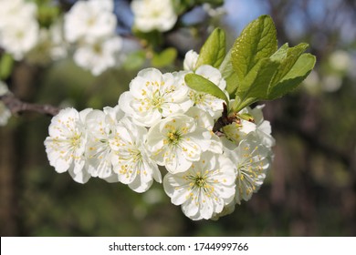 Verzweigen Sie sich mit weißen Blüten des Pflaumenbaums