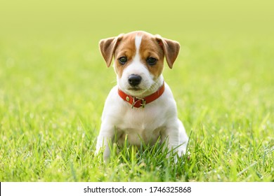 Un pequeño cachorro de perro blanco cría a Jack Russel Terrier con hermosos ojos en el césped verde. Fotografía de perros y mascotas