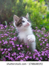 un lindo gatito gris-blanco curioso con grandes ojos azules se sienta en un lecho de flores entre muchas flores de color rosa brillante. Pata blanca con garras en primer plano. Infancia del gato, hermosas cartas, armonía de la naturaleza.