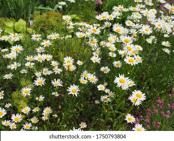 Schöne Wiese im Frühling voller blühender Gänseblümchen mit weiß-gelber Blüte und grünem Gras - Oxeye-Gänseblümchen, Leucanthemum vulgare, Dox-Eye, gemeines Gänseblümchen, Hundegänseblümchen, Mondgänseblümchen - Konzeptgarten