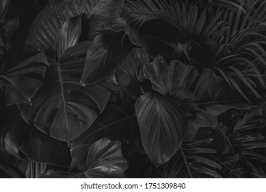 vista de primer plano de la naturaleza Blanco y negro de hojas verdes y palmeras de fondo. Endecha plana, concepto de naturaleza oscura, hoja tropical