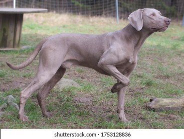 weimaraner dog from germany in training also called grey ghost