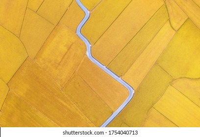 Vista verticale dall'alto di uno splendido campo a mosaico con una strada di campagna tortuosa che si snoda attraverso le risaie nella stagione del raccolto dorato, a Yilan (Ilan), Taiwan, Asia