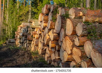 エストニアのエスパでの森林伐採。切りたての丸太が積み上げられています。森林破壊。セレクティブ フォーカス
