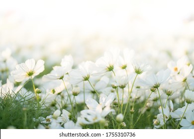 庭のコスモス畑に白いコスモスの花の境界線があり、背景がぼやけ、横向きの花のポスターに柔らかな日差しがあります。日の出の下で春夏柔らかなスタイルに咲く花をクローズ アップ