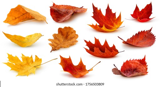 孤立した葉。白い背景に分離された色とりどりの落ちた紅葉のコレクション
