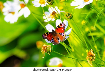 Mariposa en flor de flor en la naturaleza verde