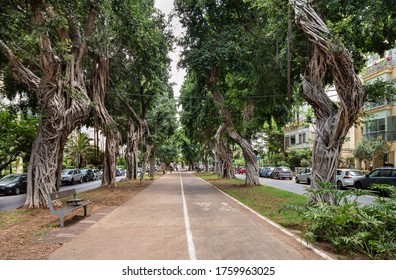 Oude ficusbomen op boulevard Chen in Tel Aviv.