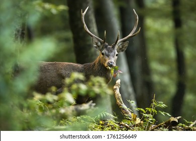 Red deer, cervus elaphus, stag looking into camera wit green leafs in mouth in tranquil summer forest. Idyllic nature scenery with wild male mammal from side view.