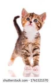 Retrato de un gatito mirando hacia arriba sobre un fondo blanco. Disparar a los gatitos callejeros en el estudio para encontrarles una vivienda.