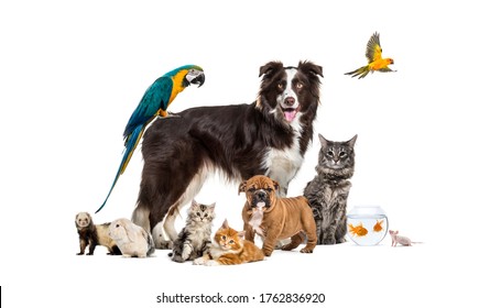 Groep huisdieren die rond een border collie stellen; hond, kat, fret, konijn, vogel, vis, knaagdier