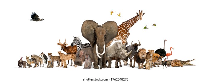 Grote groep Afrikaanse fauna, safari dieren in het wild samen, op een rij, geïsoleerd