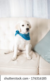 Cachorro de perro perdiguero blanco sentado en un sofá con una bufanda azul en el estudio