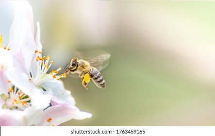 Vliegende honingbij die bijenpollen verzamelt van appelbloesem. Bij die honing verzamelt.
