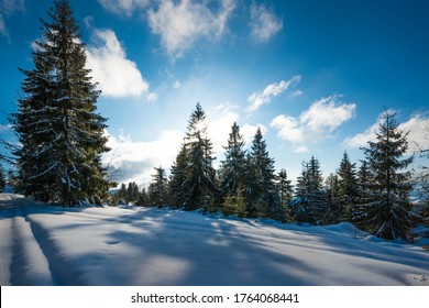 Hermosa vista de majestuosos abetos verdes que crecen en una colina en ventisqueros de invierno contra un cielo azul y nubes blancas en un soleado día de invierno helado. Concepto de trekking y esquí.