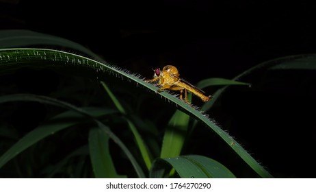 Asilidae Robber fly waiting for prey on green leaf at night scene.