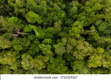 Aerial top down view forest tree, Rainforest ecosystem and healthy environment concept and background, Texture of green tree forest view from above.
