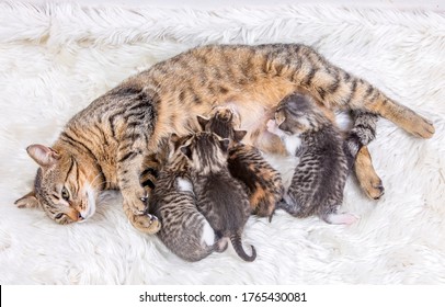 Mamá gata y gatos bebés