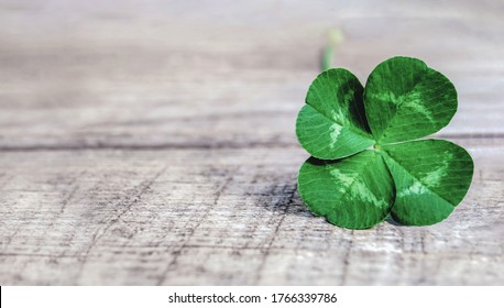 four-leaf clover on gray background, authentic green shamrock with four leaves on old grey wood