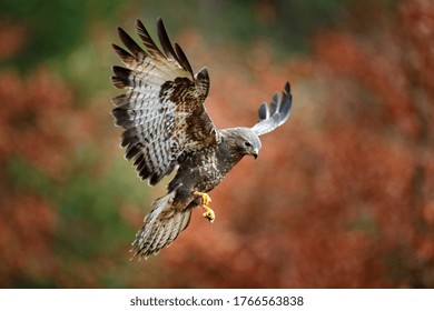 Herbst Wildtiere, Greifvogel Mäusebussard, Buteo Buteo, Flug auf Nadelfichtenast. Wildlife-Szene aus der Natur. Landung auf Fichte. Bussard fliegen im Wald.