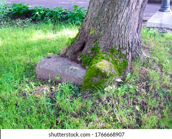 Ein Baum wächst direkt auf einer Granitplatte im Kloster Trinity-Sergius in Strelna. Vitalität, Lebensdurst, Hartnäckigkeit, Ausdauer, Ausdauer, Sturheit, Hartnäckigkeit, Beharrlichkeitskonzept