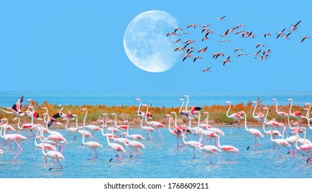 Flock of birds pink flamingo runing on the blue salt lake of Izmir bird paradise - Izmir, Turkey - Greater Flamingos in the blue sky with full moon "Elements of this image furnished by NASA"