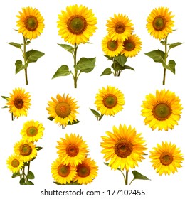 Sonnenblumensammlung auf dem weißen Hintergrund