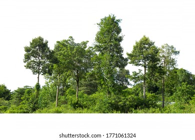 Træer linje isoleret på en hvid baggrund Thailand.