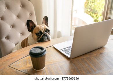 Französische Bulldogge, die auf einem Stuhl sitzt und müde in die Kamera schaut, während sie am Laptop arbeitet und mit einer Kaffeetasse auf einem Tisch sitzt. Der lustige süße Schoßhund im Homeoffice. Das Geschäftskonzept, Chef.