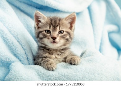 Kittenportret met poten. Leuk gestreepte katkatje in blauwe plaid. Pasgeboren kitten Baby kat Kid huisdier. Huis huisdier. Gezellig thuis winter