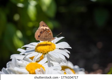 Nahaufnahme eines gemeinen Buckeye-Schmetterlings, der sich von einer Shasta-Gänseblümchen-Blume vor einem grünen Hintergrund mit gesprenkeltem Sonnenlicht und Kopierraum ernährt.
