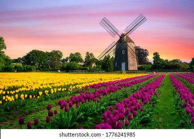 美しい色のチューリップ畑の風車