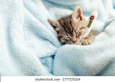 Schönes Tabby-Kätzchen misst Temperatur mit Thermometer. Kleine kranke Babykatze liegt in blauem Plaid. Tierarzt, Tierklinik und Tierarzneimittel für Haustiere, Katzen, Kopienraum für die Gesundheitsversorgung von Tierkindern