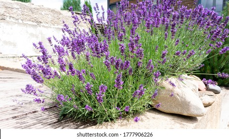 Keře levandule v krajinářském designu. Levandule na zahradě. Aromatická francouzská levandule Provence roste obklopená bílými kameny a oblázky na dvoře domu.