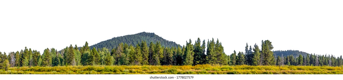木々 や山々 が白い背景で隔離の風景します。