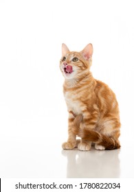 Kortharige Tabby Kitten op witte achtergrond die zijn gezicht likt