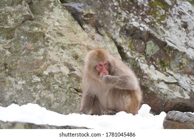 日本の雪の猿温泉