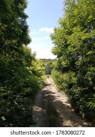 Bosque verde, camino a lo lejos